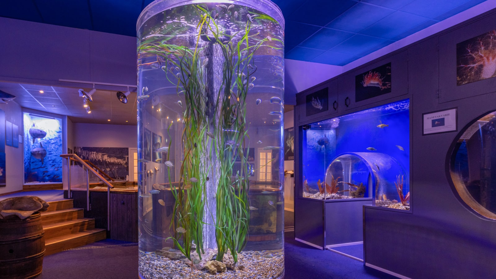 Sylinderakvarium med tang og fisk i et større akvarium