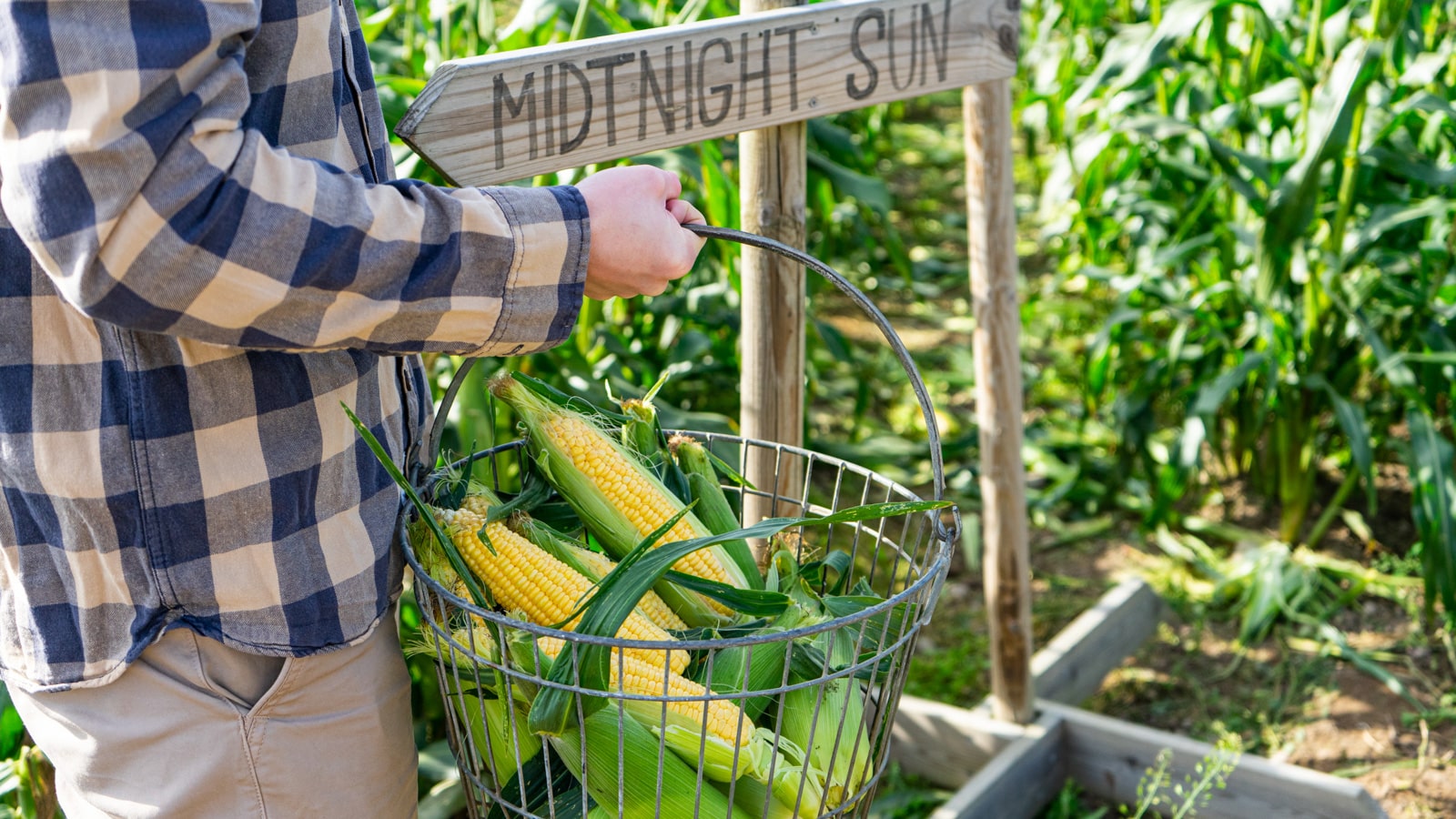 Mann som bærer mais hos Haneborg gård