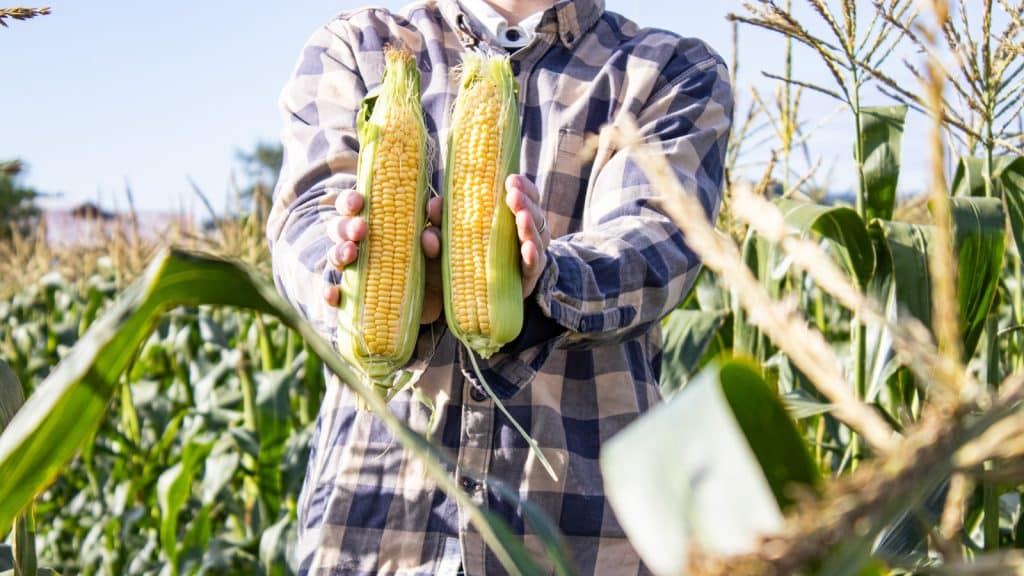 Mann som holder mais hos Haneborg gård
