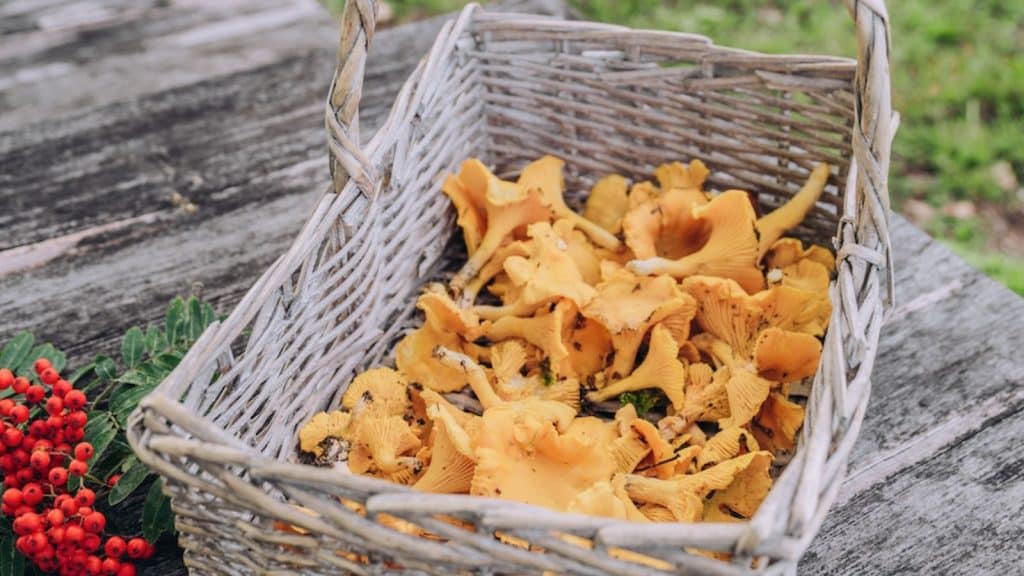 kurv med kantareller på et bord og litt rognebær ved siden