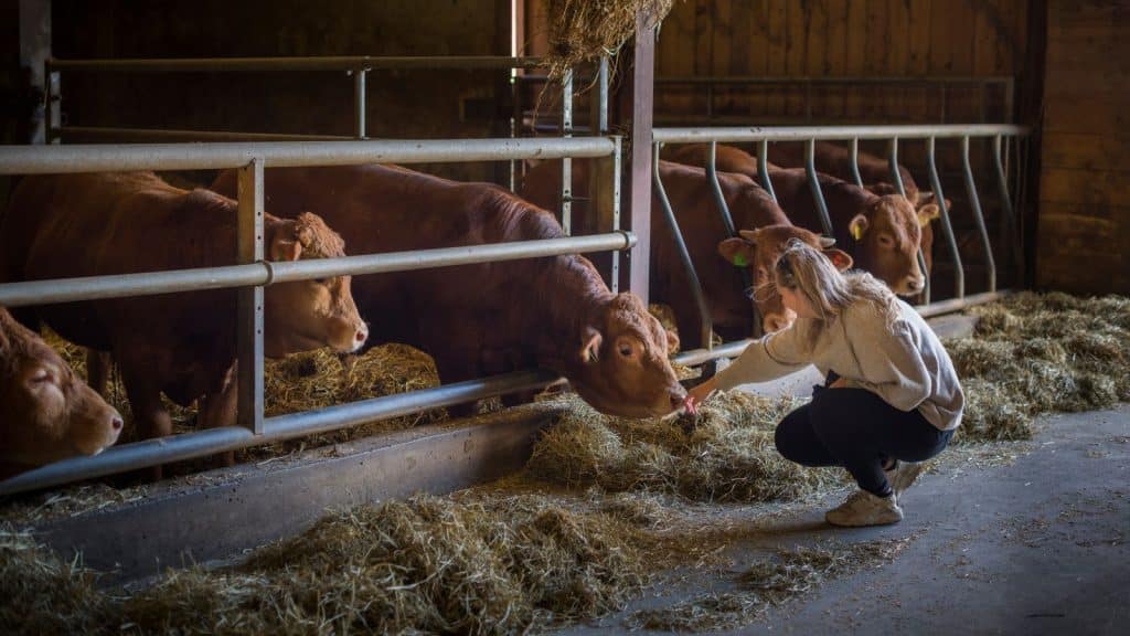 Ku snuser på hånda til en jente som sitter på huk
