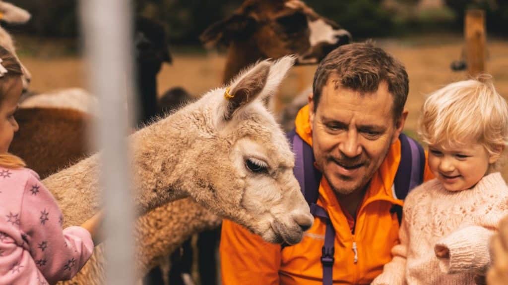 Far med barn ser på en alpakka