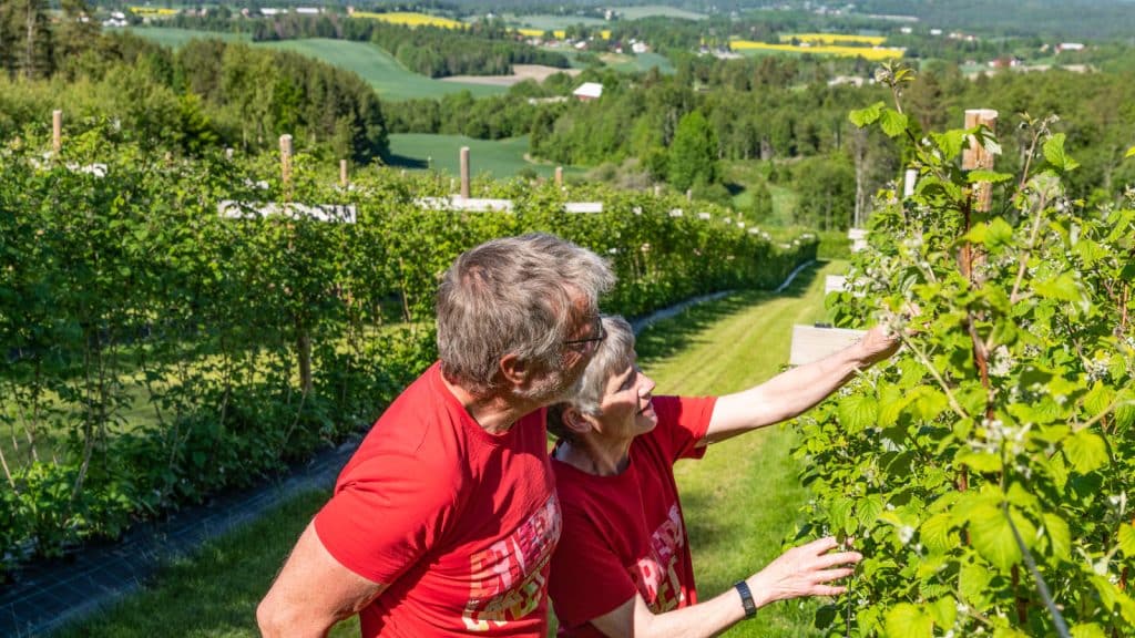 Et par som står å plukker bringebær