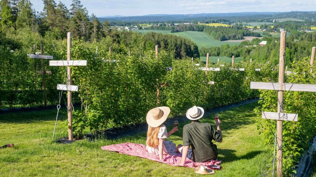 Et kjærestepar som har piknik ved bringebærranker