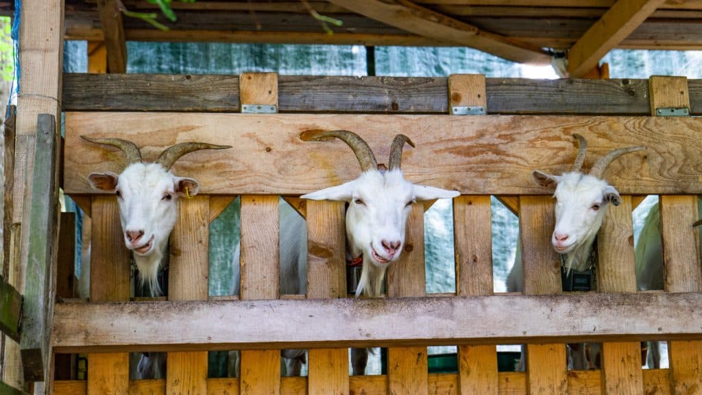 Tre geiter som står klare for å bli melket