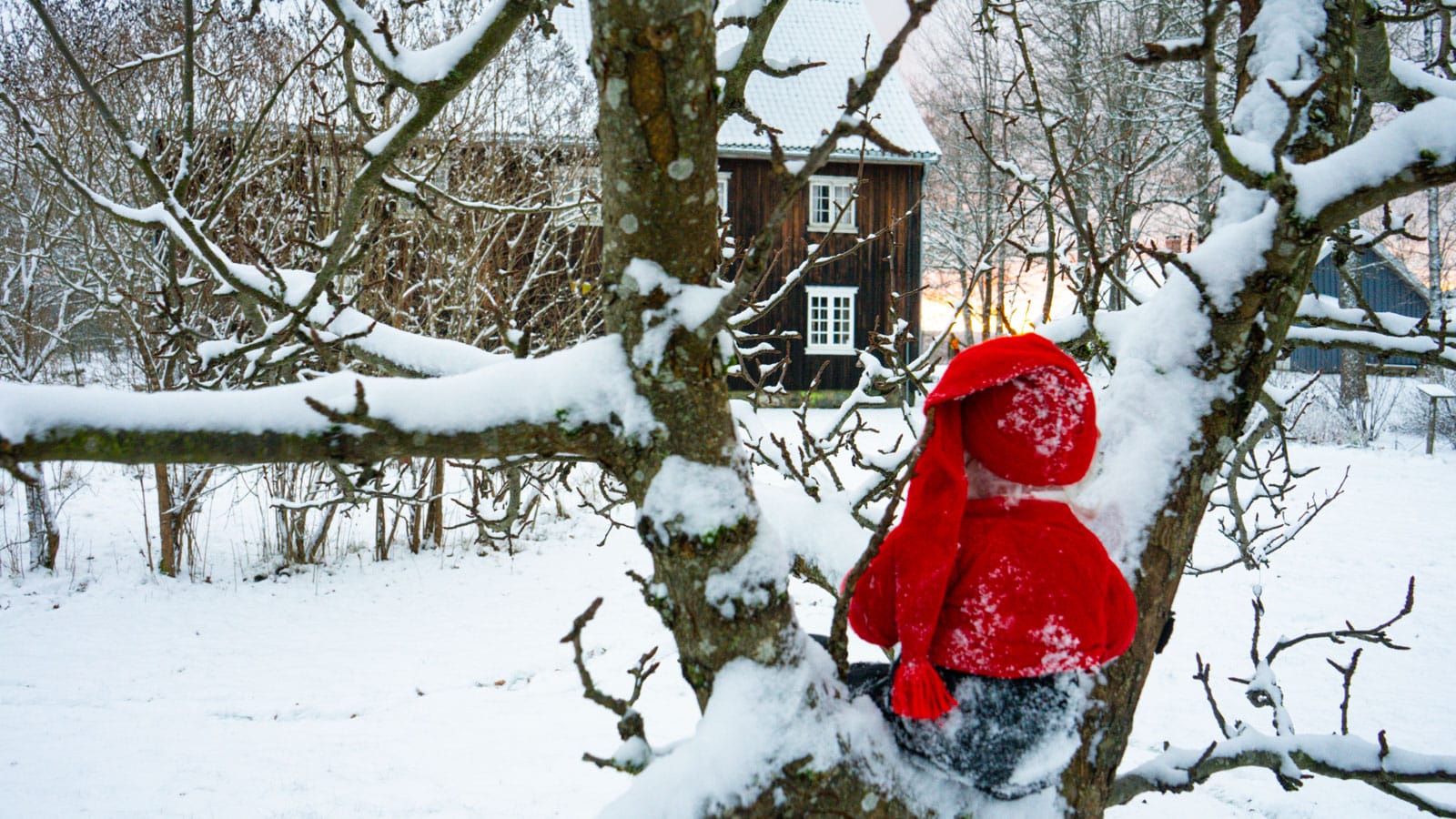 Nisse som sitter i et tre i snø