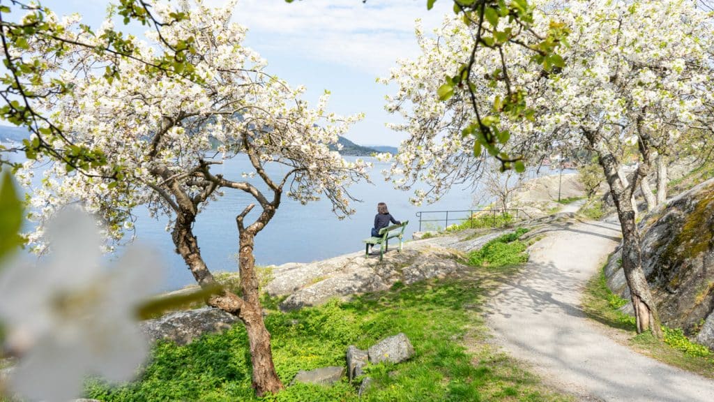 Kirsebærblomstring i en park og en jente som sitter på en benk