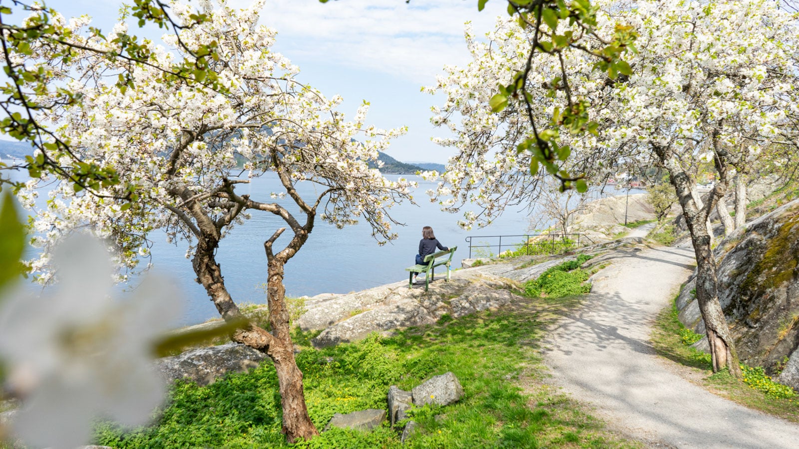 Kirsebærblomstring i en park og en jente som sitter på en benk
