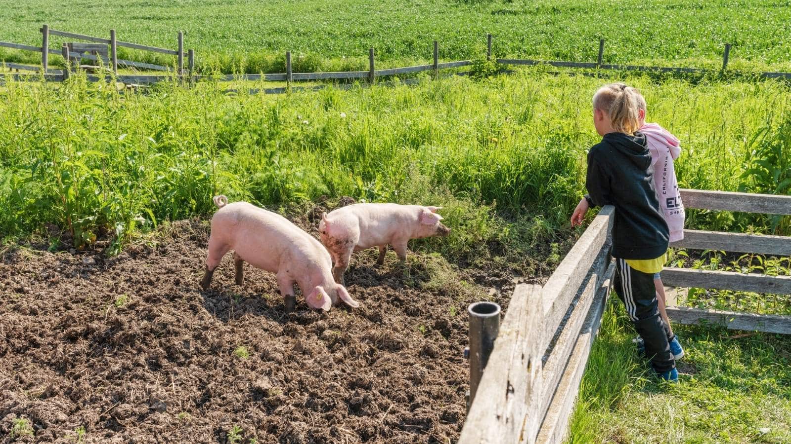 To jenter ser på to griser