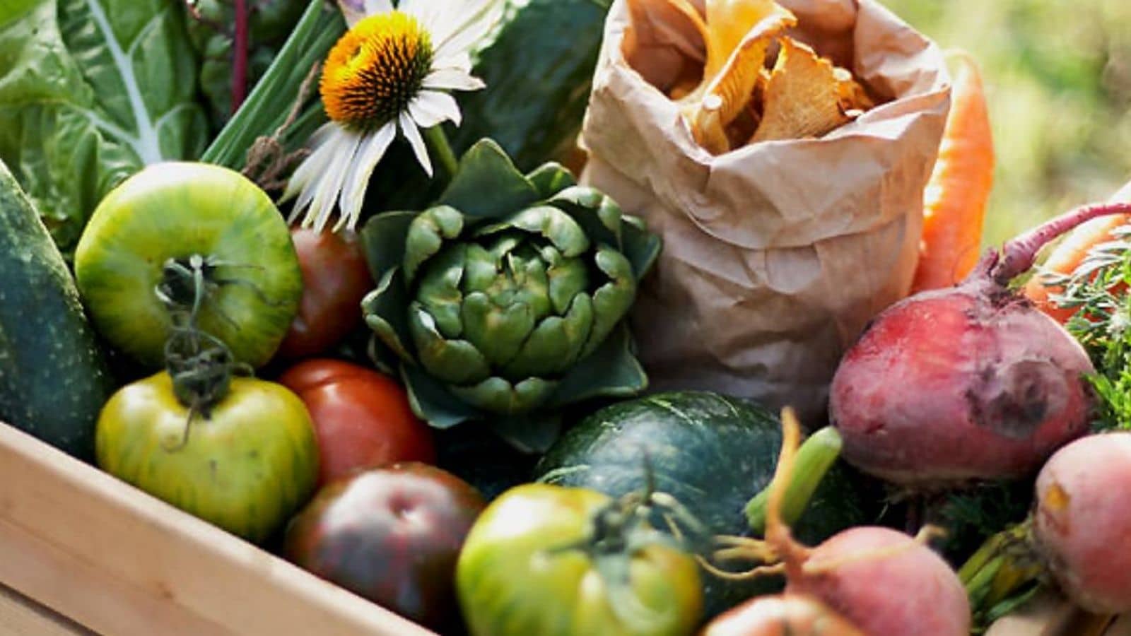 Fargerike høstgrønnsaker med tomater, artisjokk, rødbeter og grønne blader, sammen med en pose grønnsakschips.