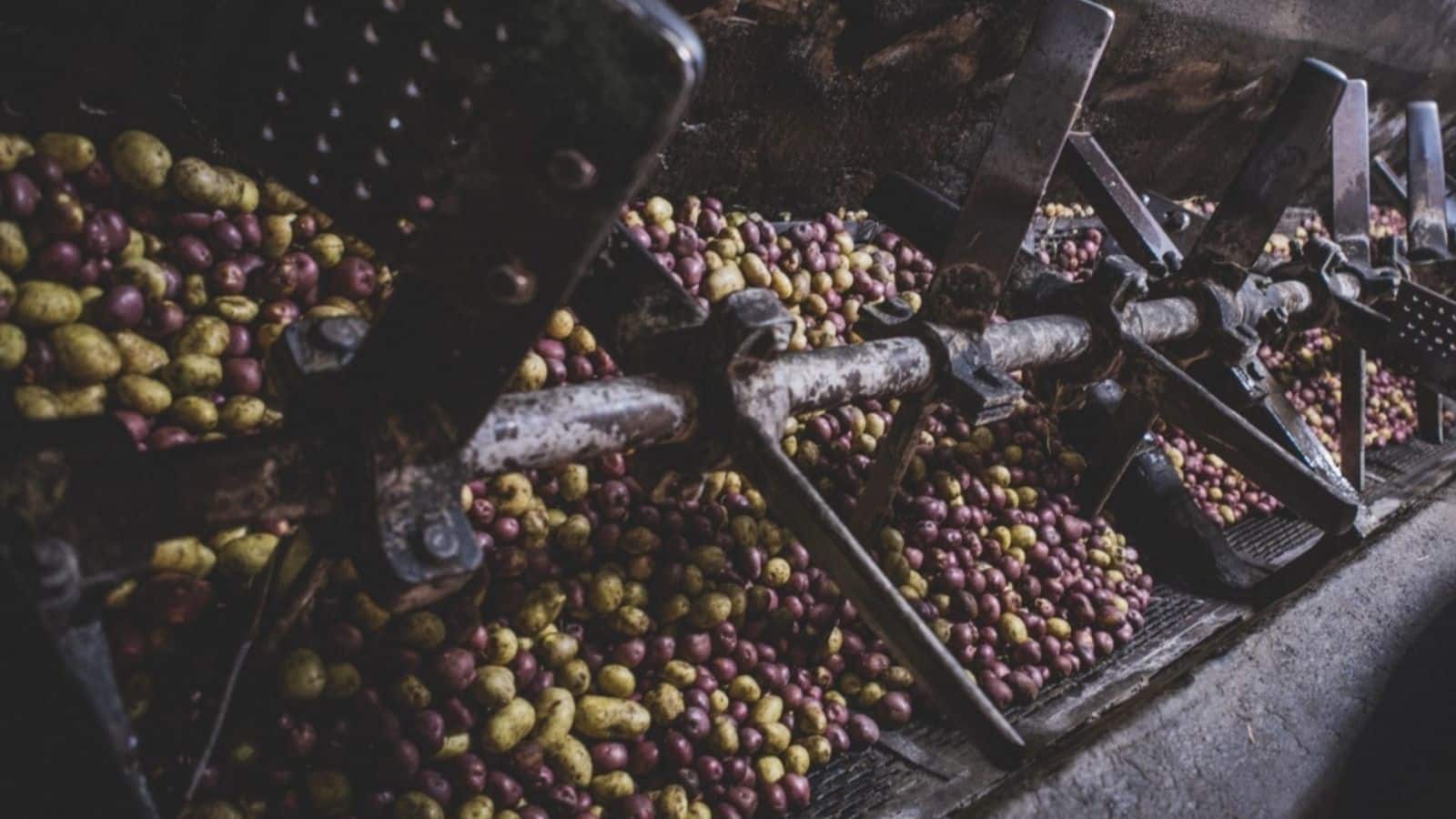 5 ting du ikke visste om Akevitt