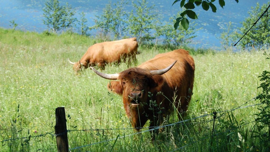 To kuer står på et beite med vann i bakgrunnen