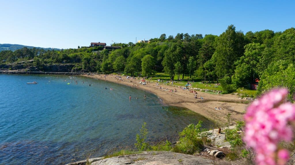 strand med trær i bakgrunnen og blomst i forgrunnen